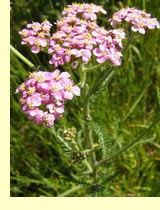 Тысячелестник обыкновенный (Achillea millefolium L.) Тысячелестник обыкновенный (Achillea millefolium L.)